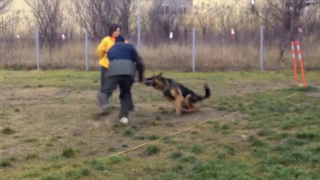 Ной" Хоранд Шамбала, 9 мес.