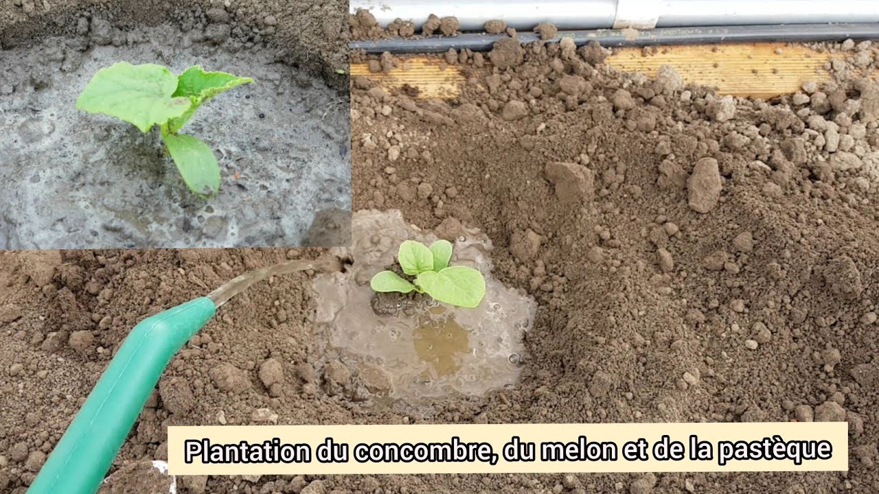 Comment bien planter le concombre, le melon et la pastèque ? 2021