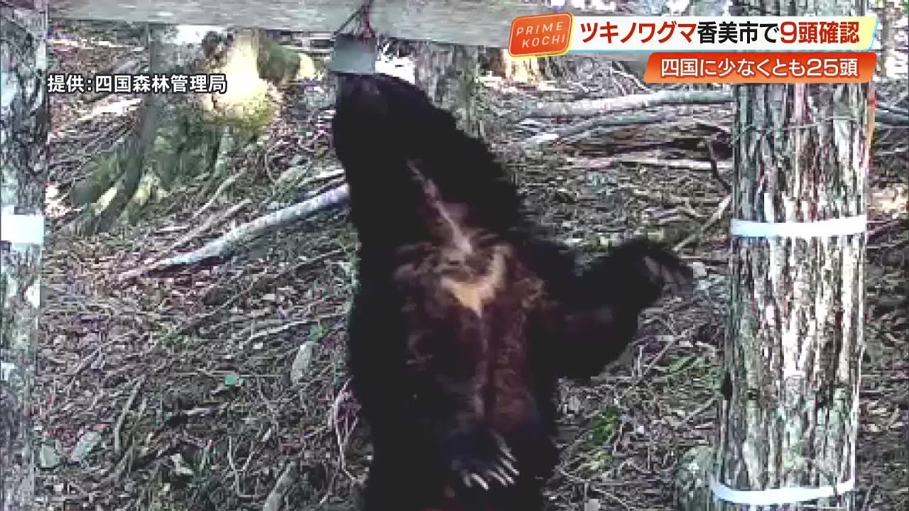 Asiatic Black Bears at Risk of Extinction in Shikoku: Latest