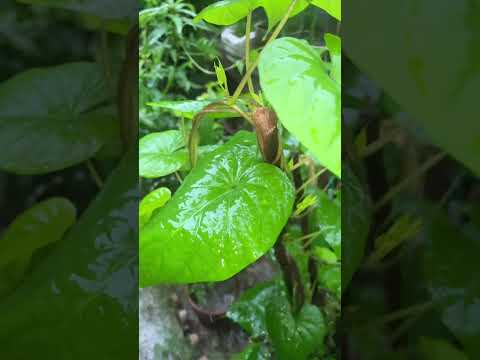 When The Rain Drops Dance On The Petals And Leaves With A Gentle Stroke Making Them Sways