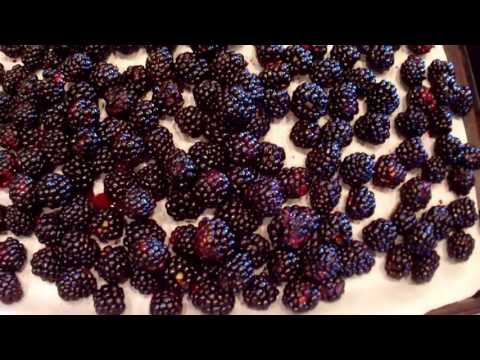 Video: Blackberryberry - Penerangan Dan Pengeluaran Semula Elderberry. Penggunaan Dan Khasiat Bermanfaat Elderberry