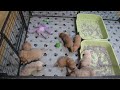 Ember&#39;s puppies 3 weeks old