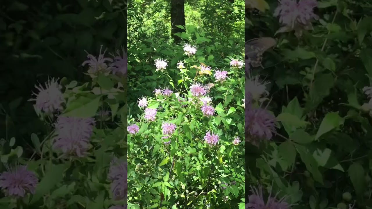 Butterflies in the forest. 