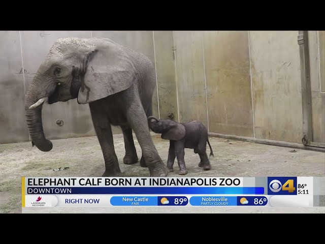 Indianapolis Zoo Welcomes Baby Elephant Calf - Indianapolis Zoo