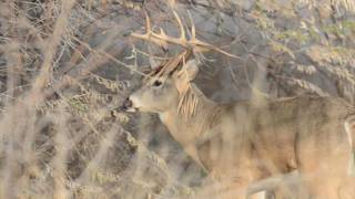NY Senate minority leader Ortt calls on Governor to renew big game hunting laws