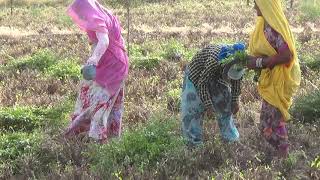 ヘナの収穫風景 4　PILING　無添加ヘナ専門店 ピアエンタープライズ