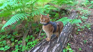 Abyssinian cat in the woods (4K) by FurLinedUK 1,931 views 1 year ago 34 seconds