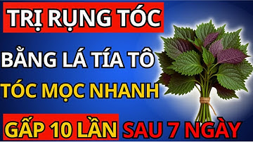 Cách Trị Rụng Tóc Bằng Lá Tía Tô – Tóc Mọc Nhanh, Dày, Đen Mượt Sau 7 Ngày! Sức Khỏe Người Cao Tuổi