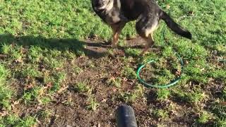 Dog vs leaf blower!!