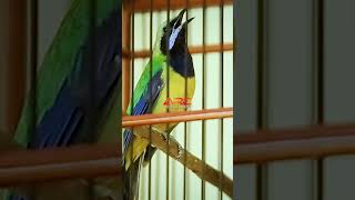 Download Lagu MASTERAN CUNGKO GACOR MP3 Download Lagu MASTERAN CUNGKO GACOR MP3