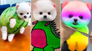 16 Minutes of the World's CUTEST Puppies! 🐶💕