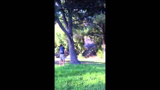 Sadie The Rat Terrier Climbing Trees Like A Monkey