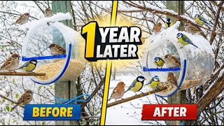 Download Lagu I Made This DIY Bird Feeder 1 Year Ago — Here’s What Happened MP3