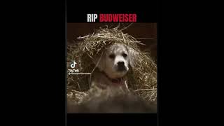 RIP Budweiser (To good not to share) Net Worth