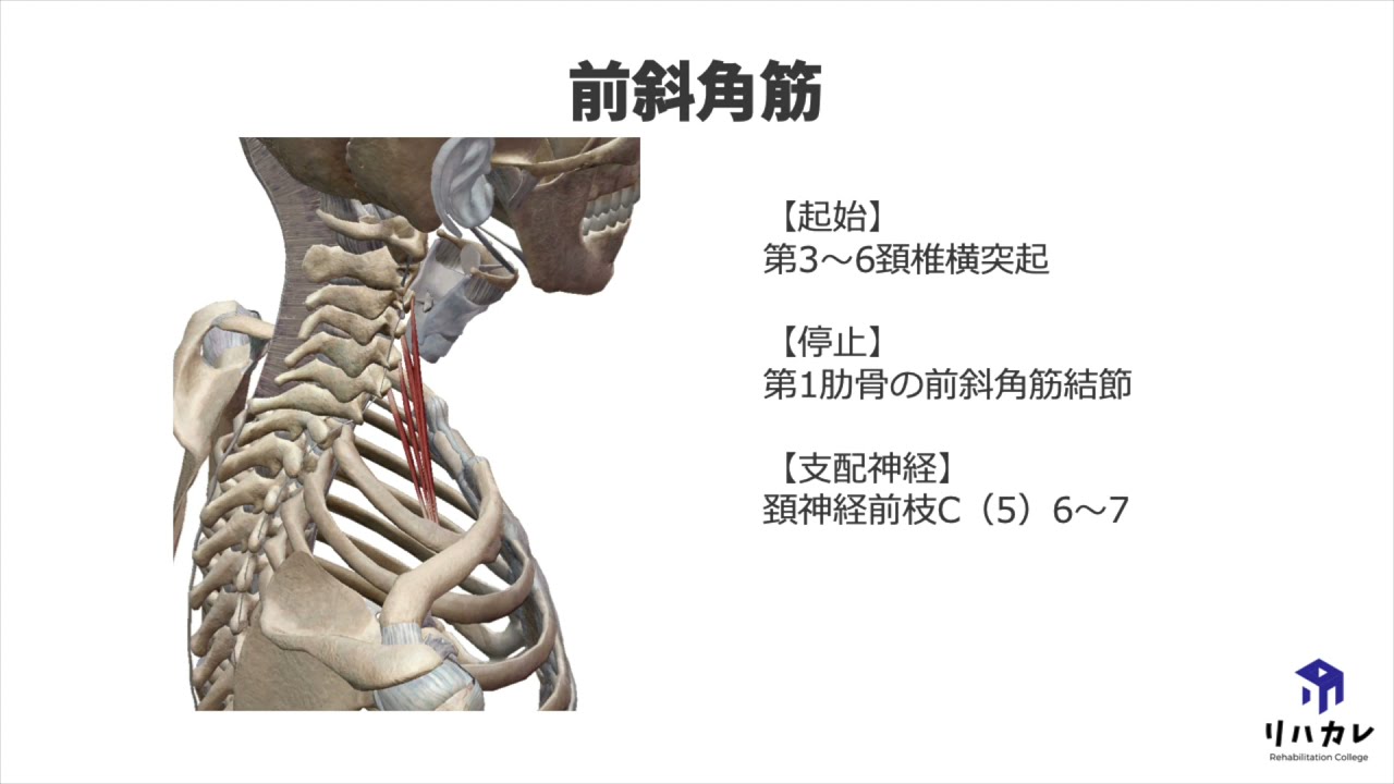 前斜角筋の触診のコツ 筋の触診 Youtube