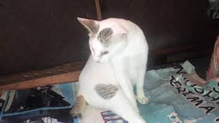 BAHAYA KUCING MAKAN KECOA