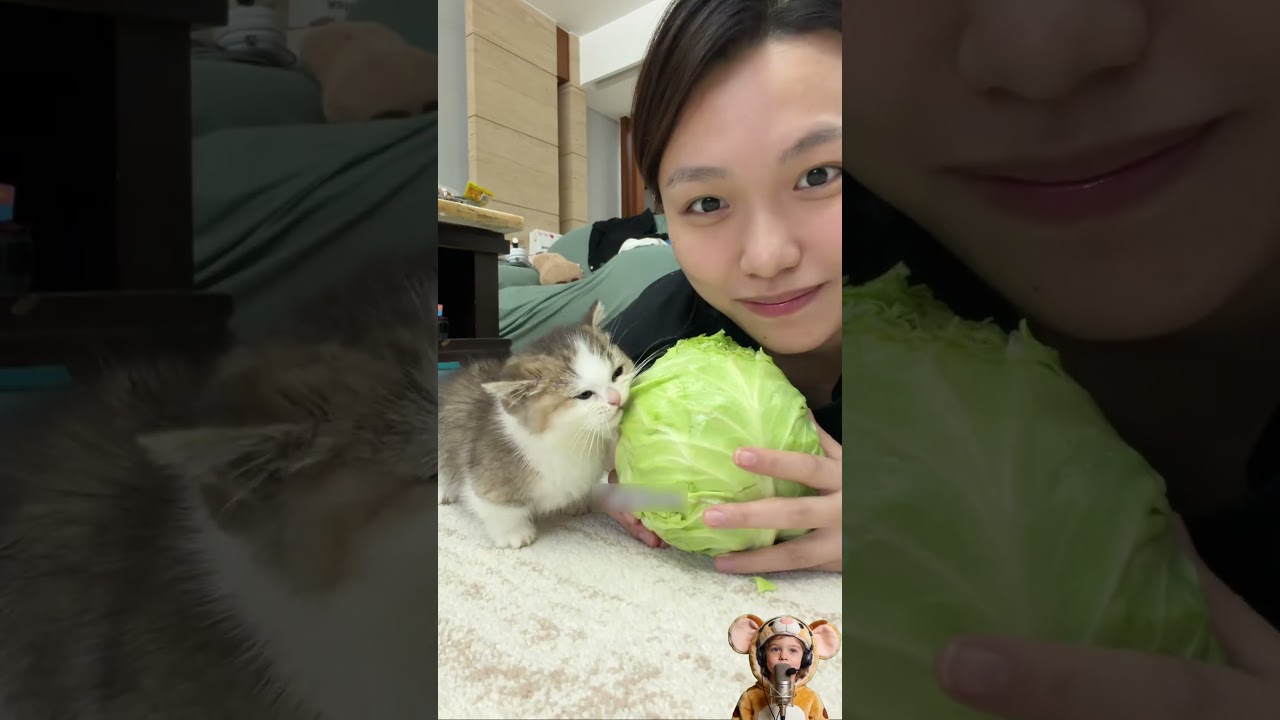 Cats MUST NOT eat veggies and corn!!! 🚫🥬🌽Otherwise... #cat #petsunited #pets #anmals #funny#shorts