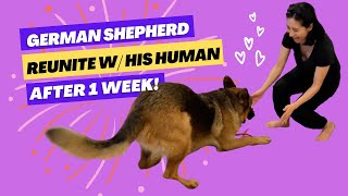 German Shepherd Welcomes Human Home After 7 Days Apart by Meet the Chows 1,696 views 7 months ago 1 minute, 18 seconds