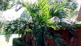 Pantech Crux Sample Video