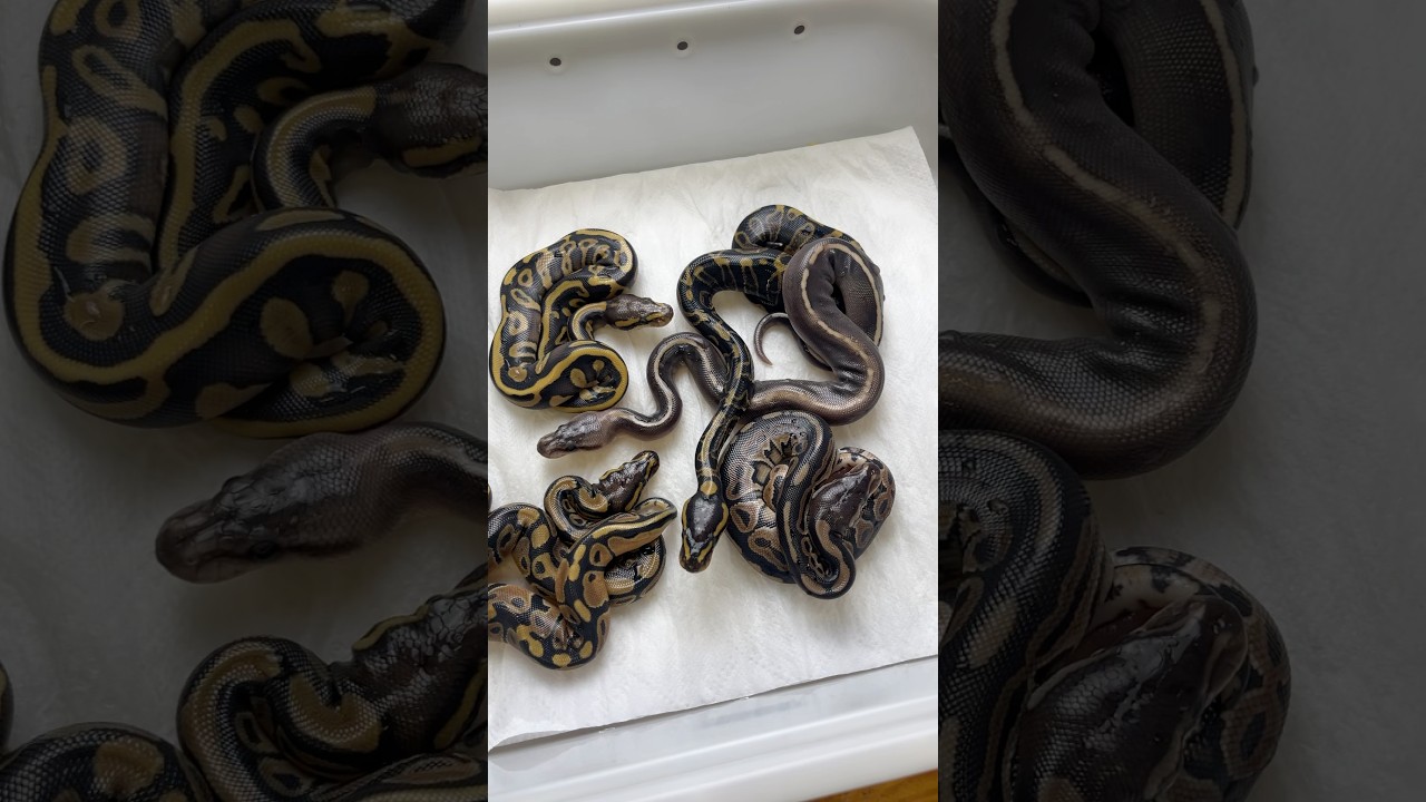 Witamy na świecie 🤩 #makeba #pythonregius #snake #ballpython #baby #ballpythonbreeder #python