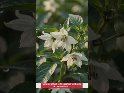 Krishi Seva Promo 01