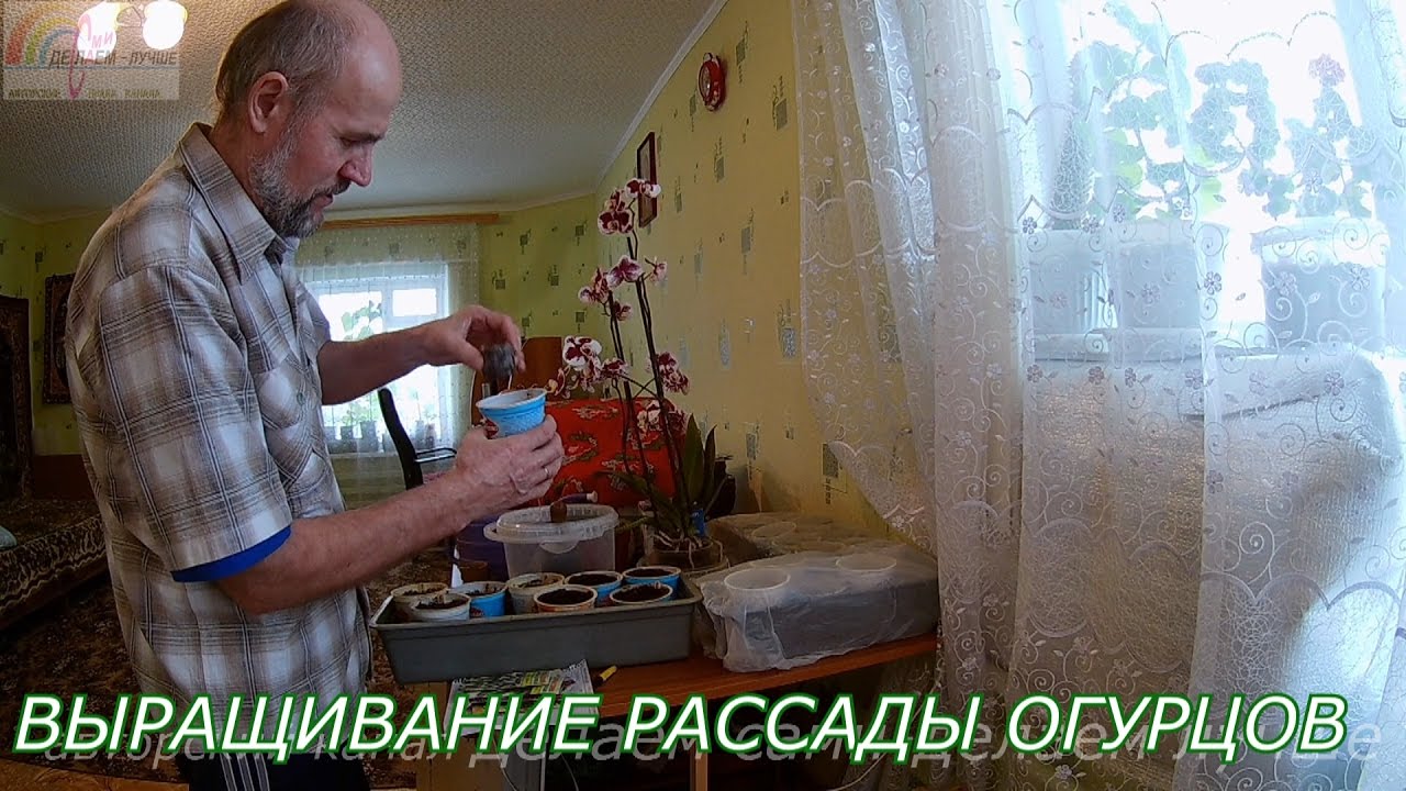 Выращивание рассады огурцов в домашних условиях.Как сажать огурцы дома.Когда сажать рассаду огурцов.