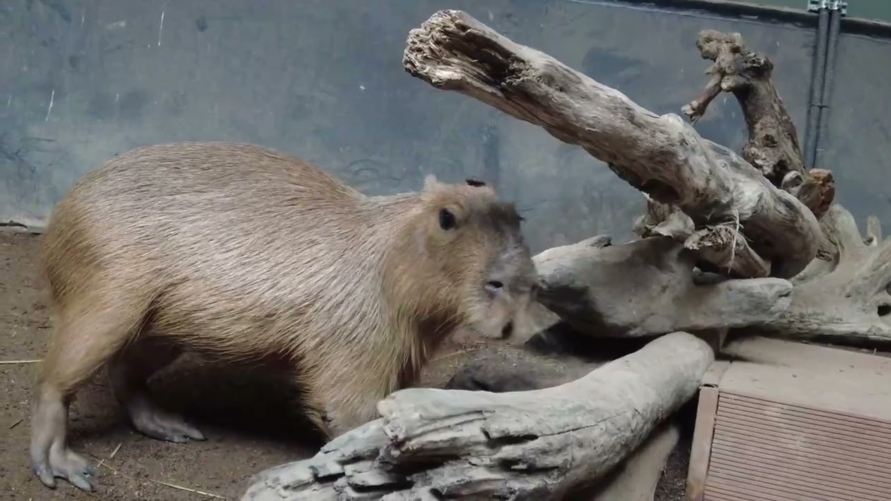カピバラさん草食べさせてゴロンと転がす(カワスイ/KAWASAKI AQUARIUM)