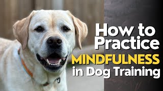 Can Your Dog Offer Emotional Support? (Expert Tips From a Psychologist) by Training Positive 2,104 views 9 months ago 5 minutes, 16 seconds