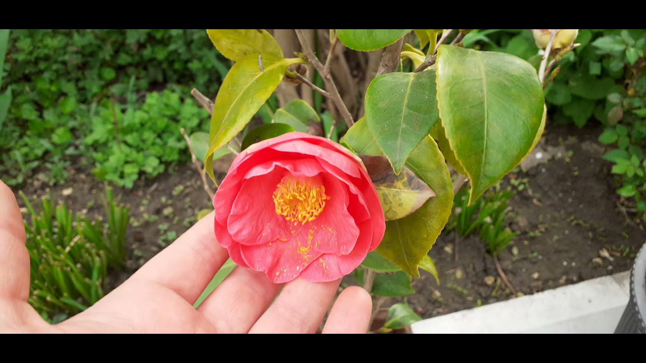 Mənim ev güllərim 🌷🌹🇦🇿🇹🇷🇦🇿🌞😊Həyətimdəki Güllər😊🌞🌺🤗