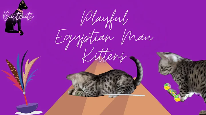 Video 2251441: silver egyptian mau kittens, egyptian mau kitten playing