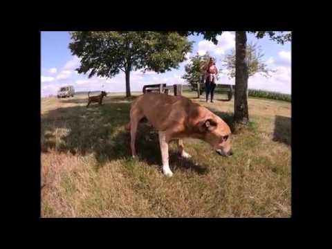 Video: Alter Und Tod Eines Hundes