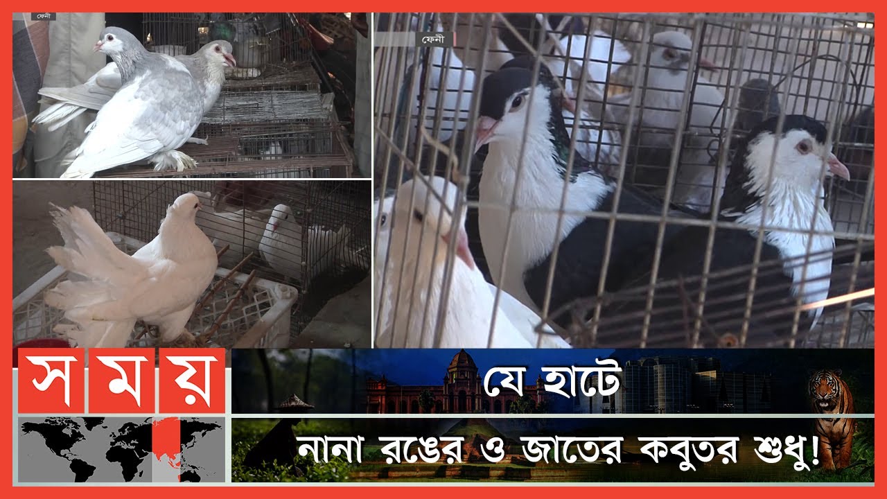 ফেনিতে কবুতরপ্রেমিদের সবচেয়ে বড় জমজমাট কবুতর হাট | Pigeon Market | Feni News | Somoy TV