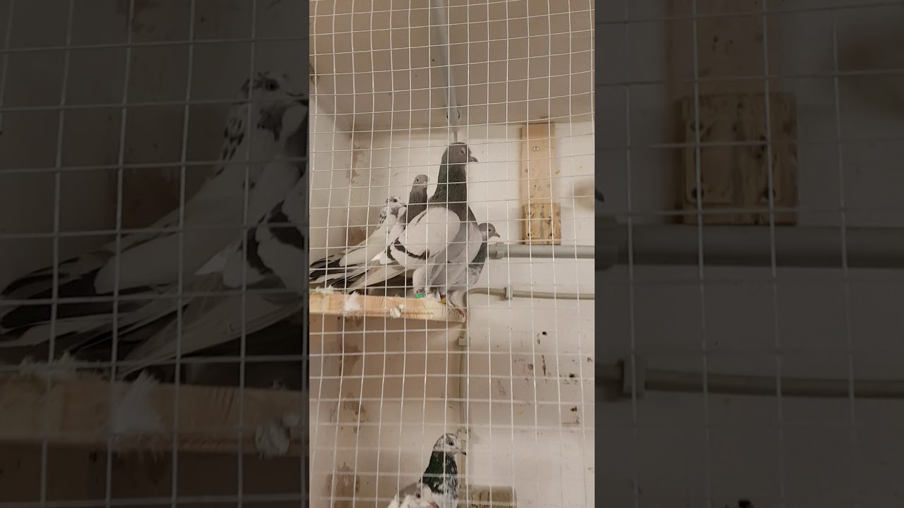 Tippler David Black Camplin Mc Donald