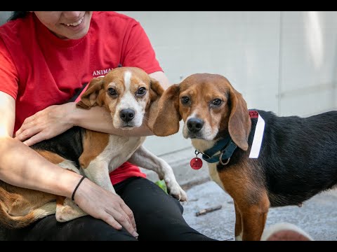 Donations needed after beagles named for bagels surrendered to ARL