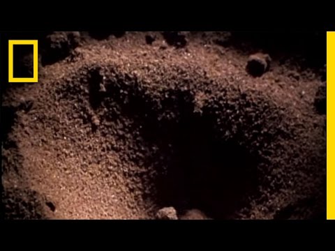 Antlion Death Trap | National Geographic