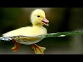 Duck Ringtone 