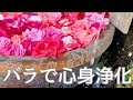 流すだけで浄化✨春のパワースポットで心が軽くなる