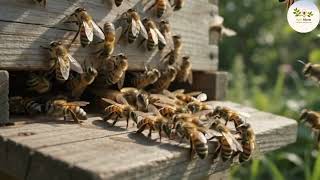 Swarming in Apis mellifera | How Honey Bee Colonies Reproduce Naturally 🐝 | Apis Bloom
