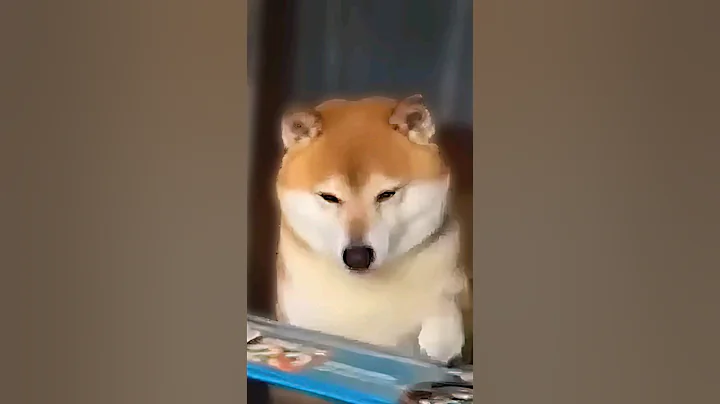 This Shiba is a store owner 😍 - DayDayNews
