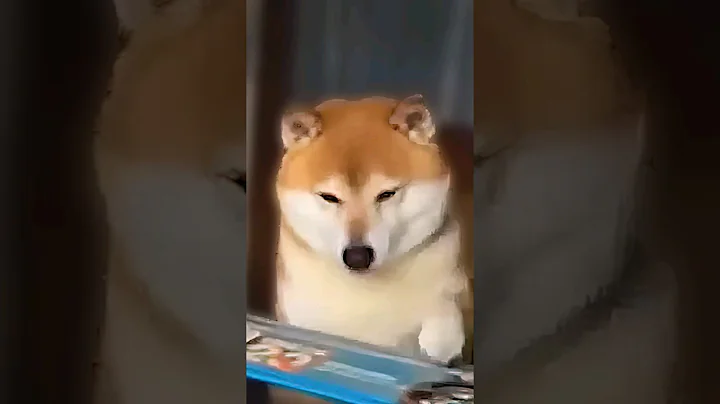 This Shiba is a store owner 😍 - DayDayNews