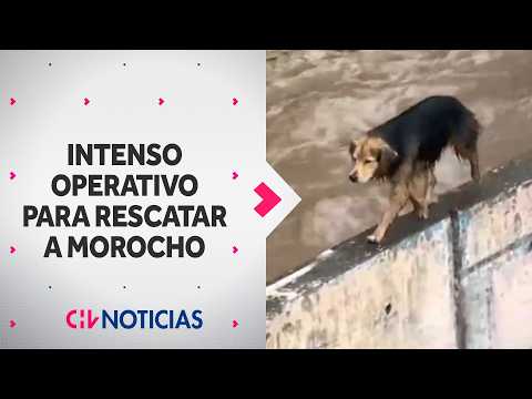 MOMENTS OF ANGUISH: This was the operation to rescue Morocho, a dog trapped in the Mapocho River