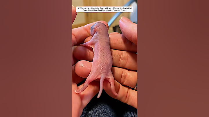 Woman Rescues Baby Squirrels After They Fall from Nest #animalshorts