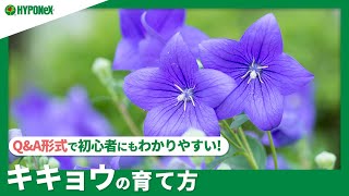 131 キキョウの育て方 切り戻しや花がら摘みなどは必要 水やりや肥料など日々の管理もご紹介 Plantiaq A 植物の情報 育て方をq A形式でご紹介 Youtube