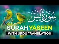 Surah yasin  surat yaseen with urdu translation  quran tilawat beautiful voice  hindi tarjuma