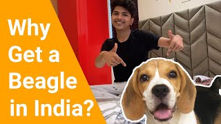 6 Reasons why you should get a beagle