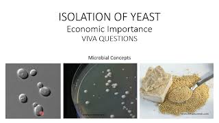 All about Yeast- Isolation, Examples, Economic importance & viva question | MSc practical series