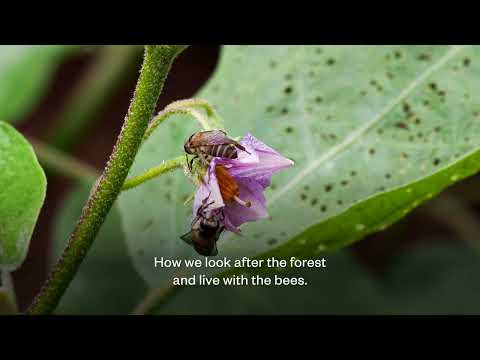 LBO - A community in northern Thailand supports biodiversity & the local economy by producing honey