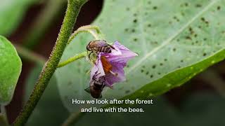 LBO - A community in northern Thailand supports biodiversity & the local economy by producing honey