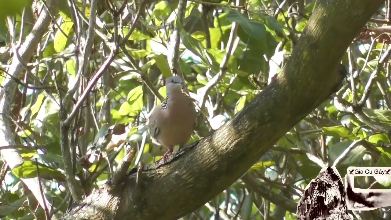 Đồng Chiếc Trâu solo Thổ Cát Sơn❤️
