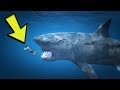 MEGALODON KÖPEK BALIĞI ARTIK OYUNDA (GTA 5 MODS)